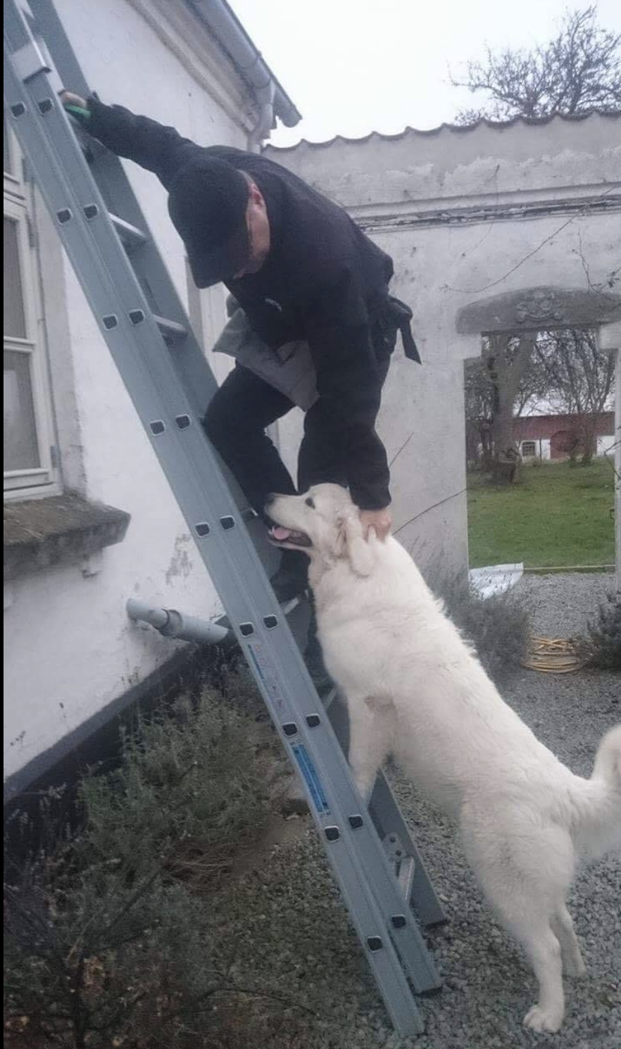 Claus hilser på en hvid hund ved stigen under vinduespudsningen